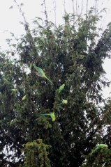 Conures Vertes 3 * 3456 x 5184 * (10.04MB)